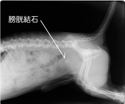 もう歩けるんですね 犬の膀胱結石 日本橋動物病院だより 日本橋動物病院